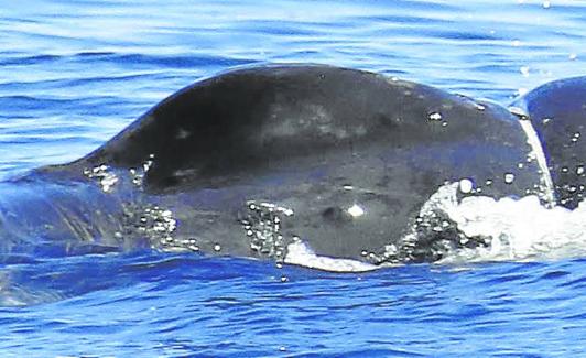 Ballena jorobada, en la costa de Matxitxako. 
