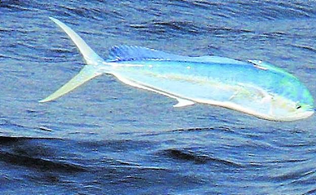 Llampuga, presente en todos los océanos del mundo, típico de mares tropicales. También aparece en el Mediterráneo. 