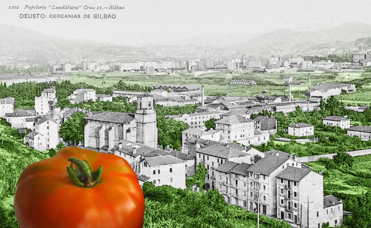 Postal con vista de Deusto (circa 1910) y tomate de la variedad homónima. 