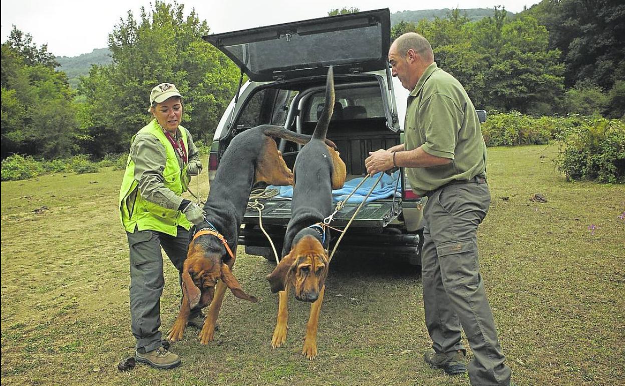 Cazadores con perros durante una actuación en Álava. 