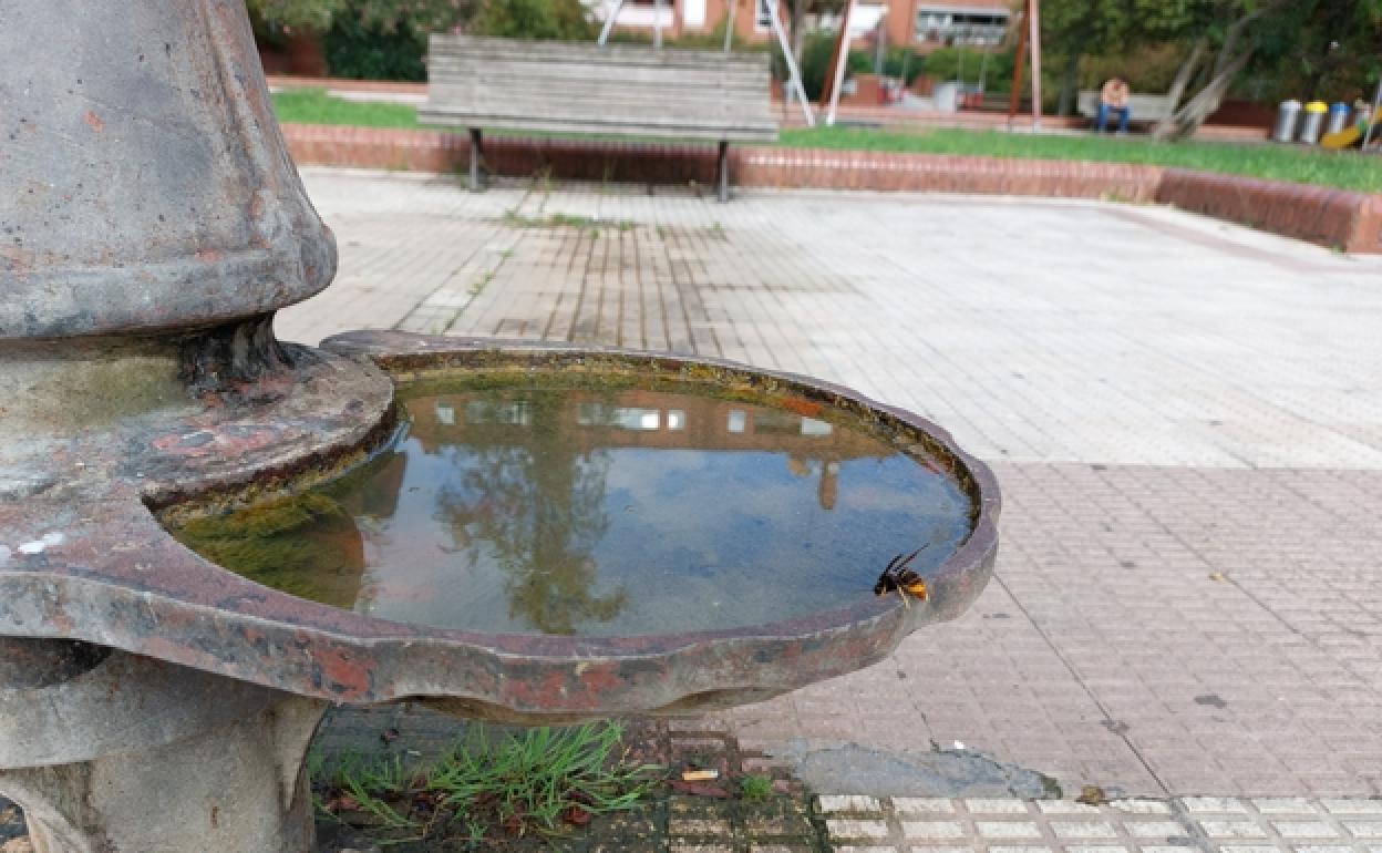 Retiran el nido de avispas asiáticas que atemorizaba a los vecinos de Leioa