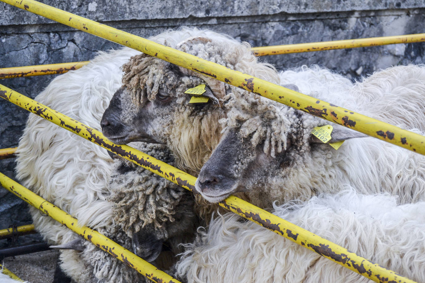 Fotos: Amurrio celebra el Artzain Eguna