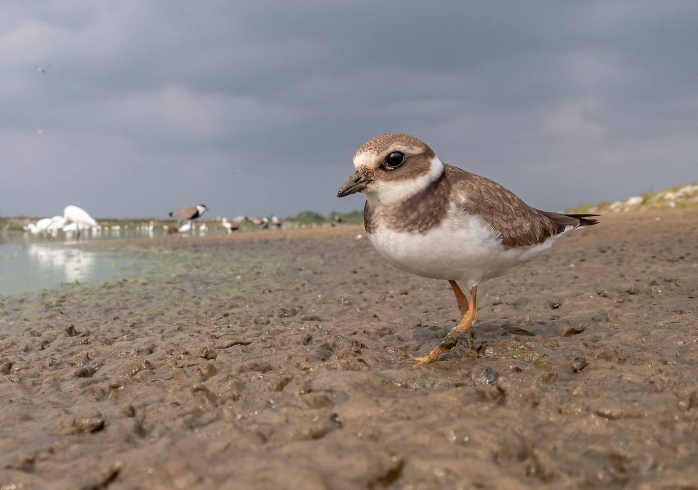 Fotos: Las fotografías de aves silvestres más espectaculares
