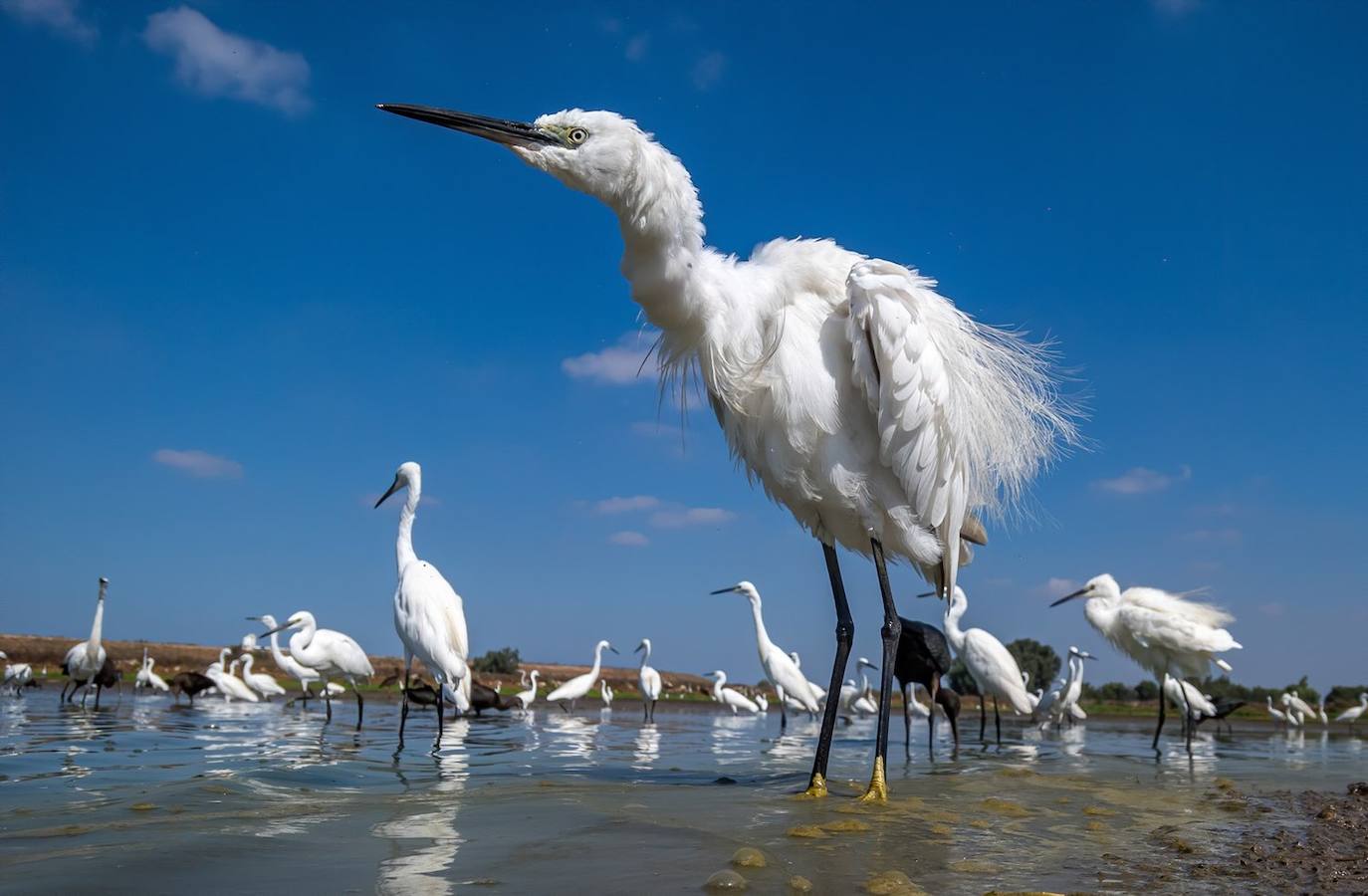 Fotos: Las fotografías de aves silvestres más espectaculares