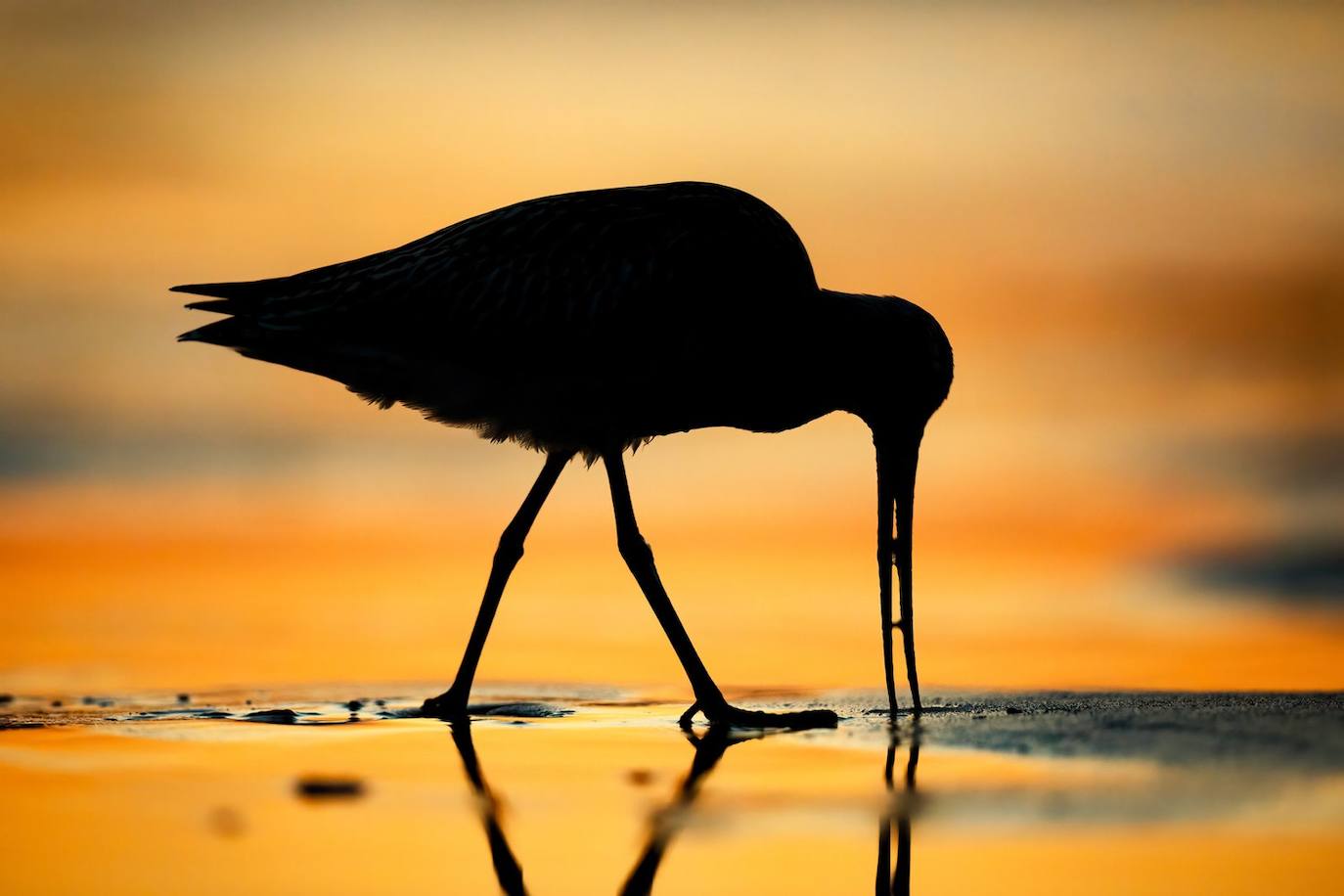 Fotos: Las fotografías de aves silvestres más espectaculares