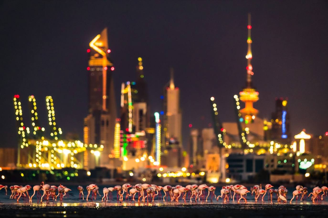 Fotos: Las fotografías de aves silvestres más espectaculares