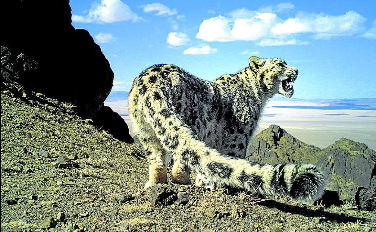El leopardo de las nieves, una especie amenazada. 