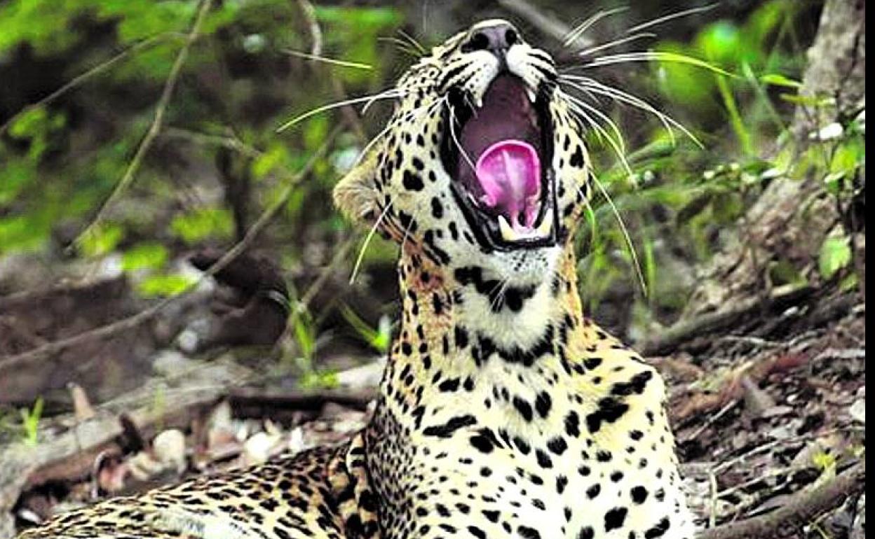 Fotograma de 'Panteras', que se proyectará el martes. 