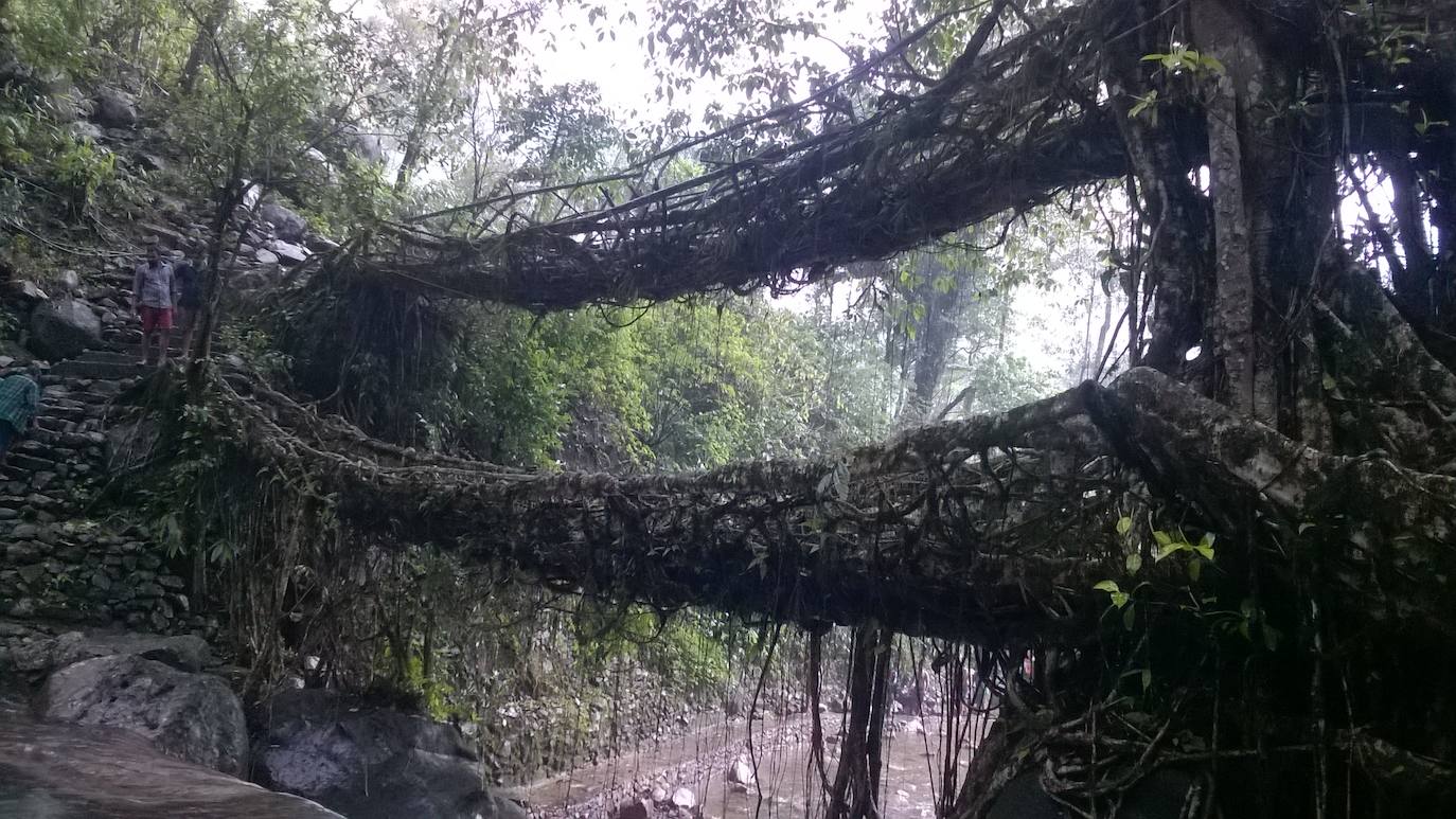JINGKIENG NONGRIAT (India) | A simple vista puede parecer una pasarela natural sin más, pero esta increíble estructura está formada por dos pisos colgantes de raíces vivas. Jingkieng Nongriat, nombre por el que se le conoce, se encuentra en el noroeste de la India en uno de los lugares más húmedos del mundo. El puente puede soportar el peso de 50 personas y son los tejedores de Khasi los encargados de conservar esta maravillosa estructura.