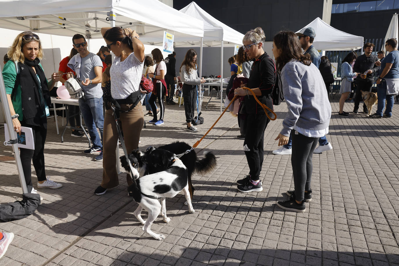 Fotos: Vitoria hace bueno el día de perros