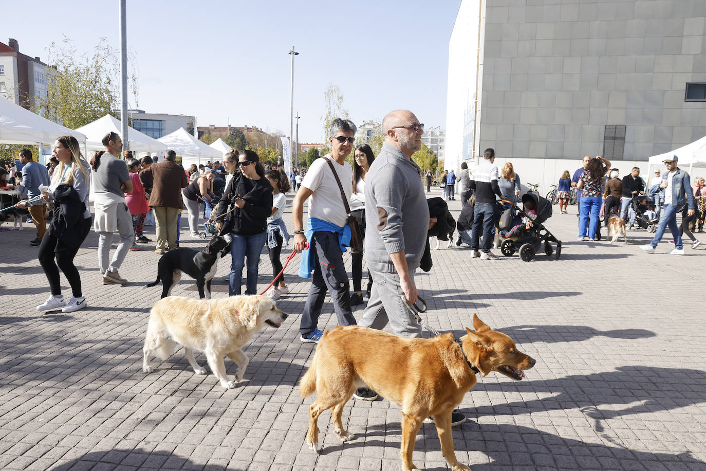 Fotos: Vitoria hace bueno el día de perros