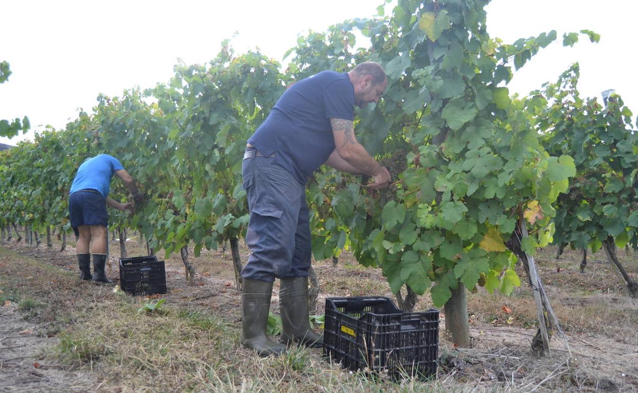 Txakoli Artomaña recurre a su propio personal para vendimiar. 