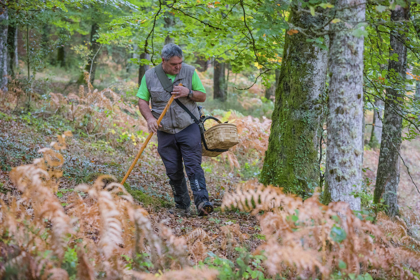 Fotos: Arranca la temporada de setas