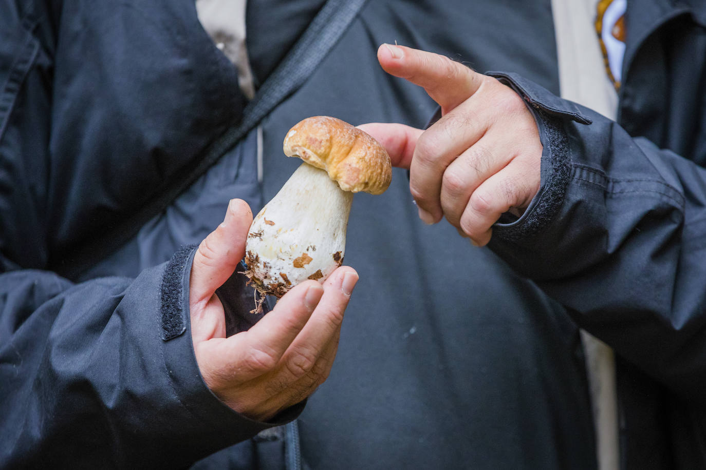 Fotos: Arranca la temporada de setas