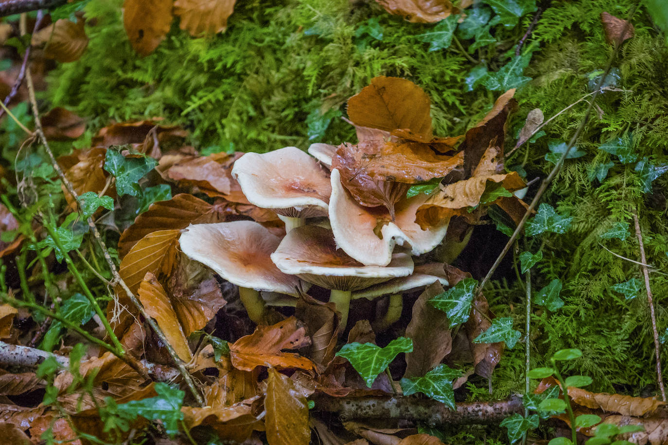 Fotos: Arranca la temporada de setas