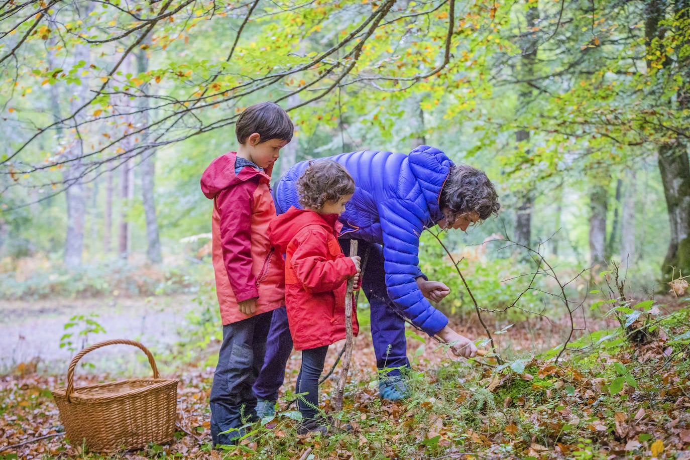 Fotos: Arranca la temporada de setas