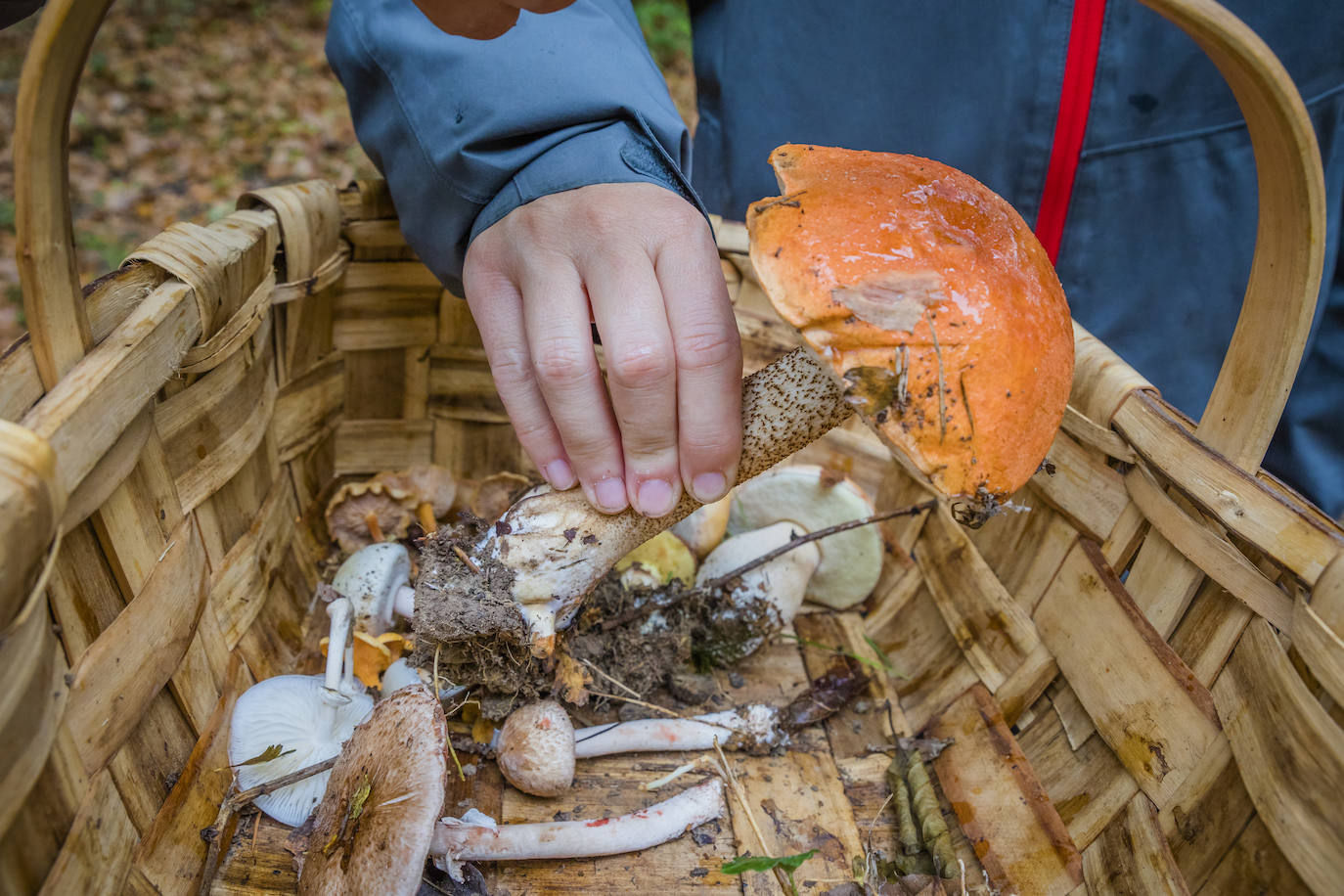 Fotos: Arranca la temporada de setas