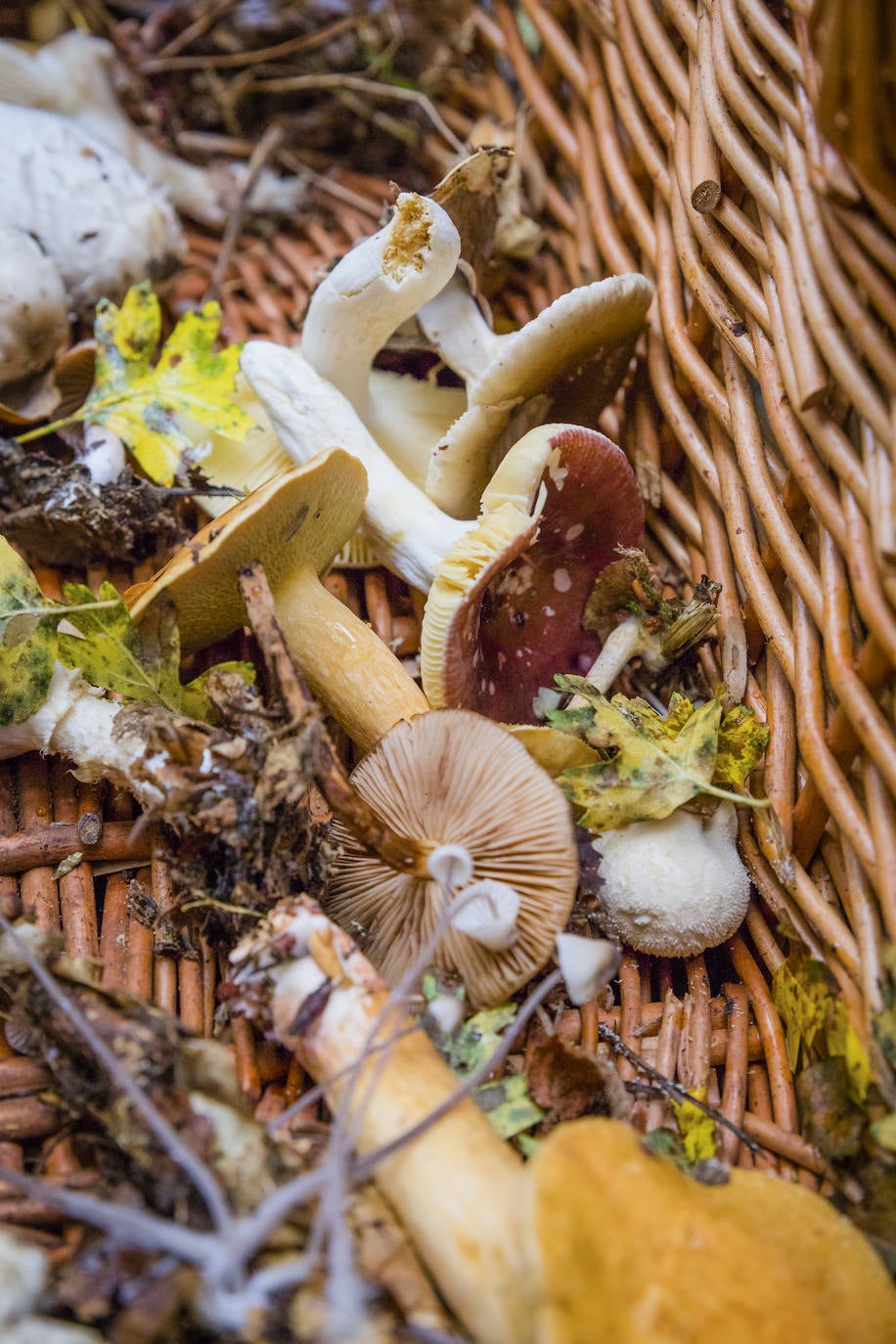 Fotos: Arranca la temporada de setas