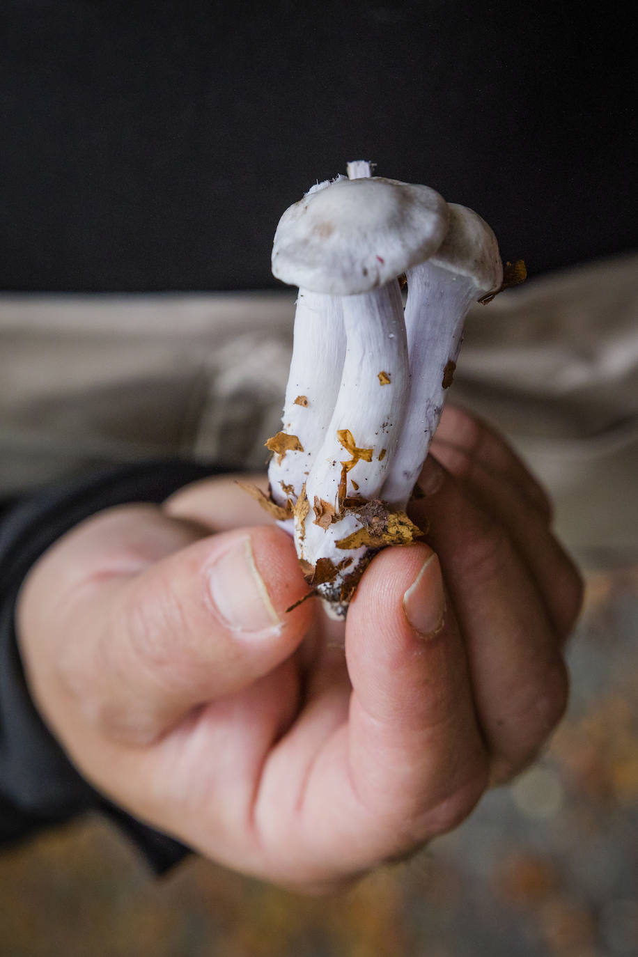 Fotos: Arranca la temporada de setas