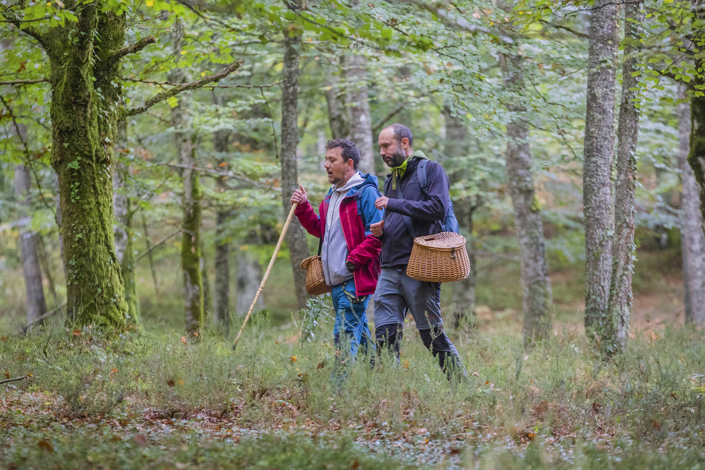 Fotos: Arranca la temporada de setas