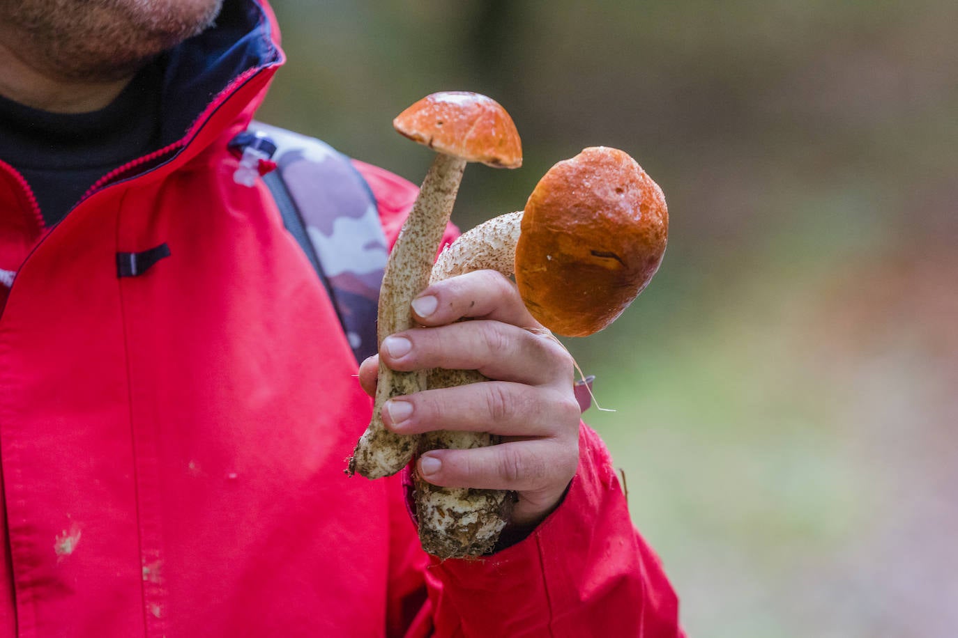 Fotos: Arranca la temporada de setas