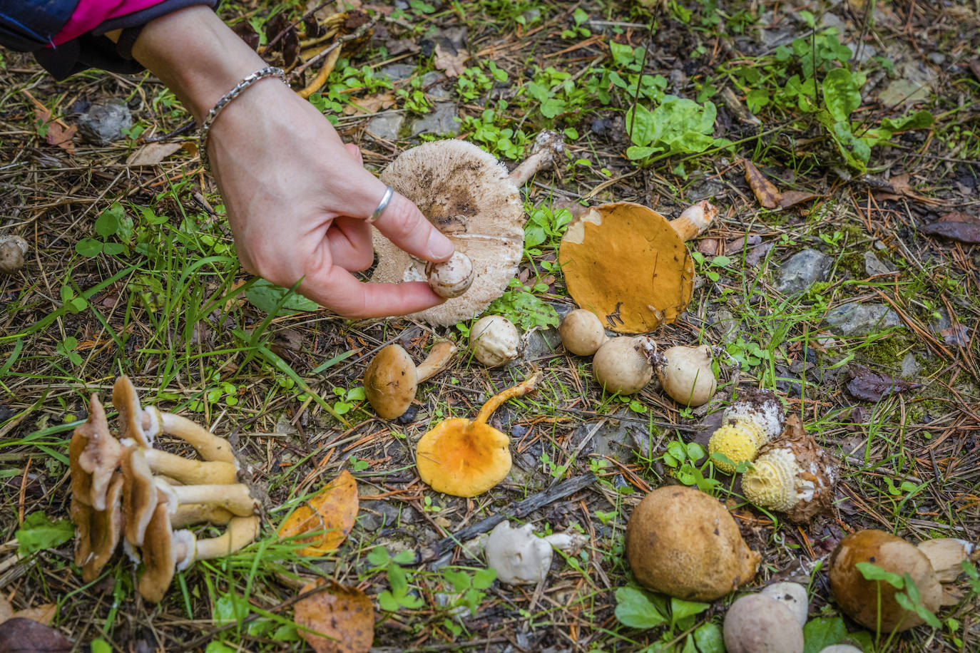 Fotos: Arranca la temporada de setas