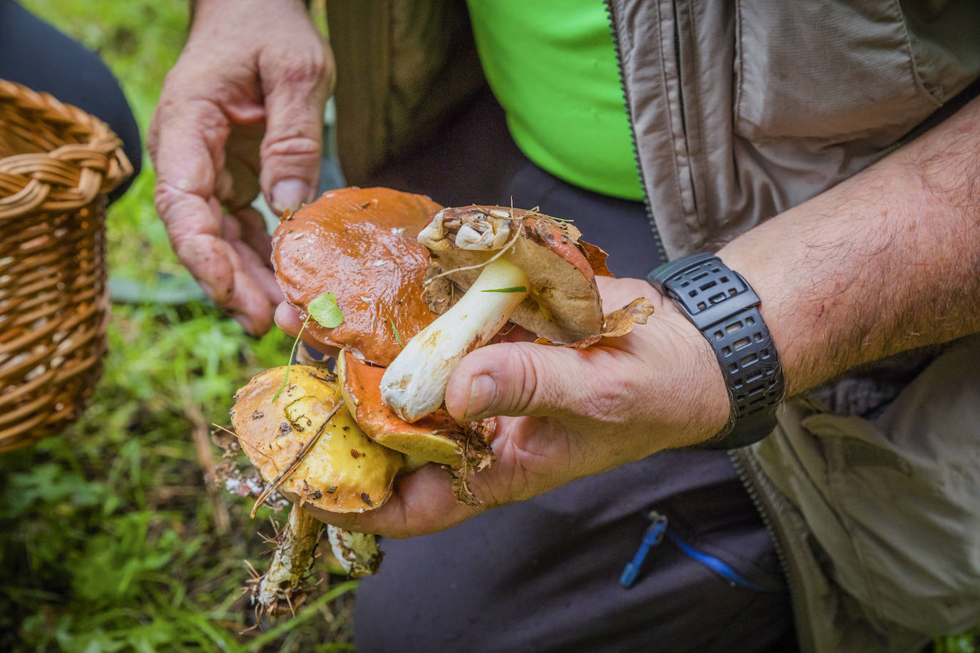 Fotos: Arranca la temporada de setas