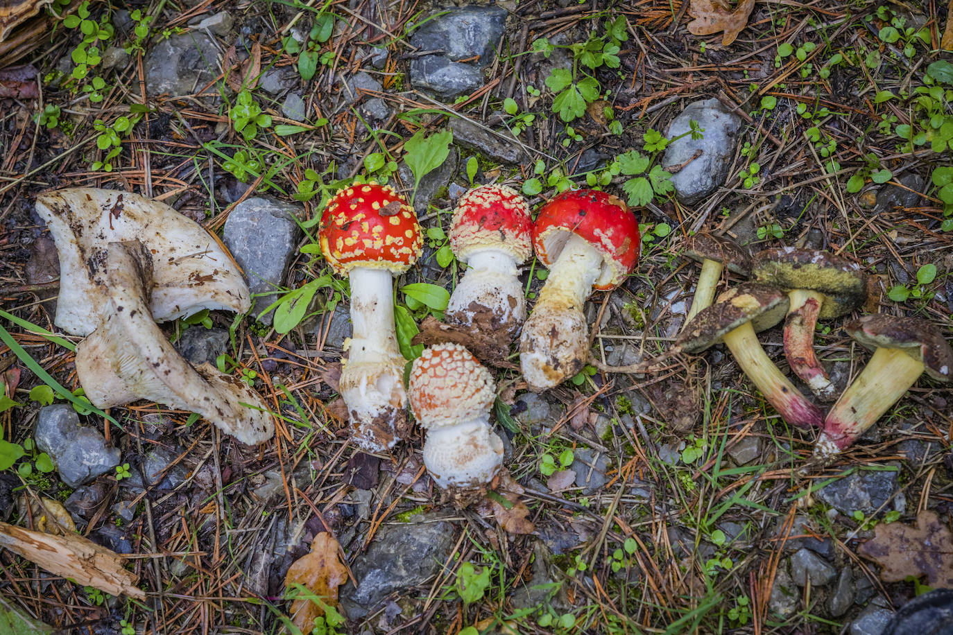 Fotos: Arranca la temporada de setas