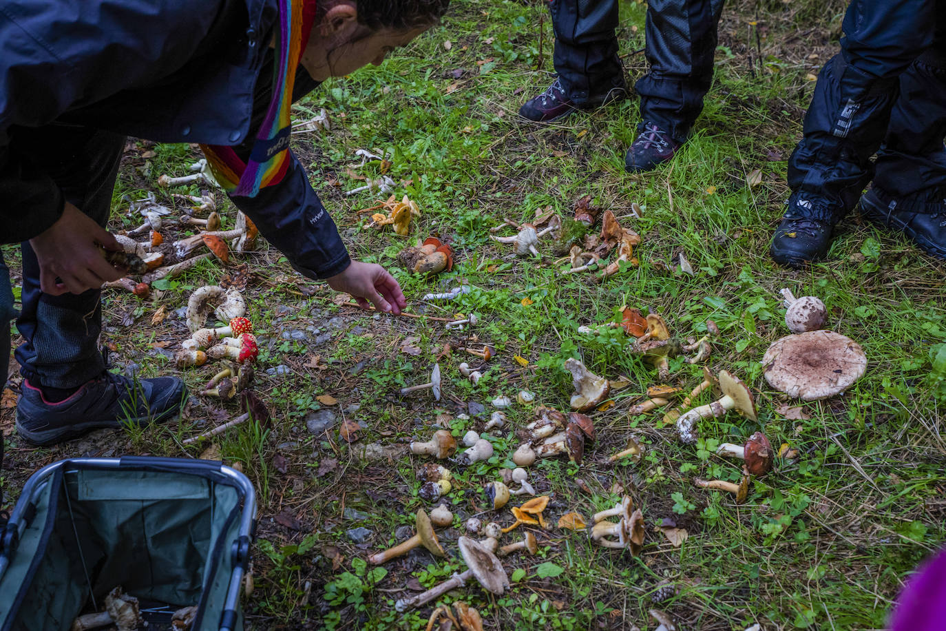 Fotos: Arranca la temporada de setas