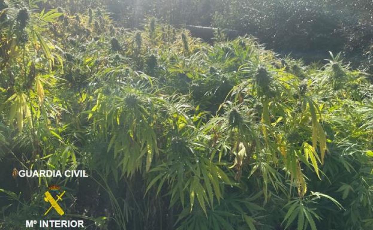 Desmantelan una plantación de marihuana en La Puebla de Arganzón y buscan a sus dueños