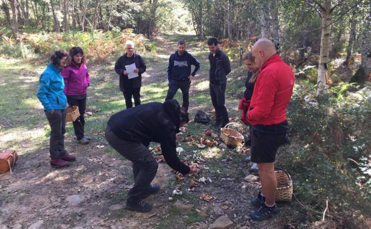 Un grupo examina las setas recogidas.