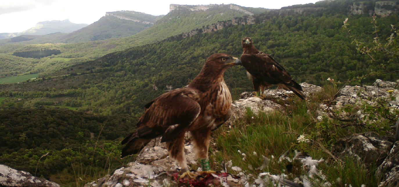Fotos: Rapaces que vuelan con un GPS a cuestas