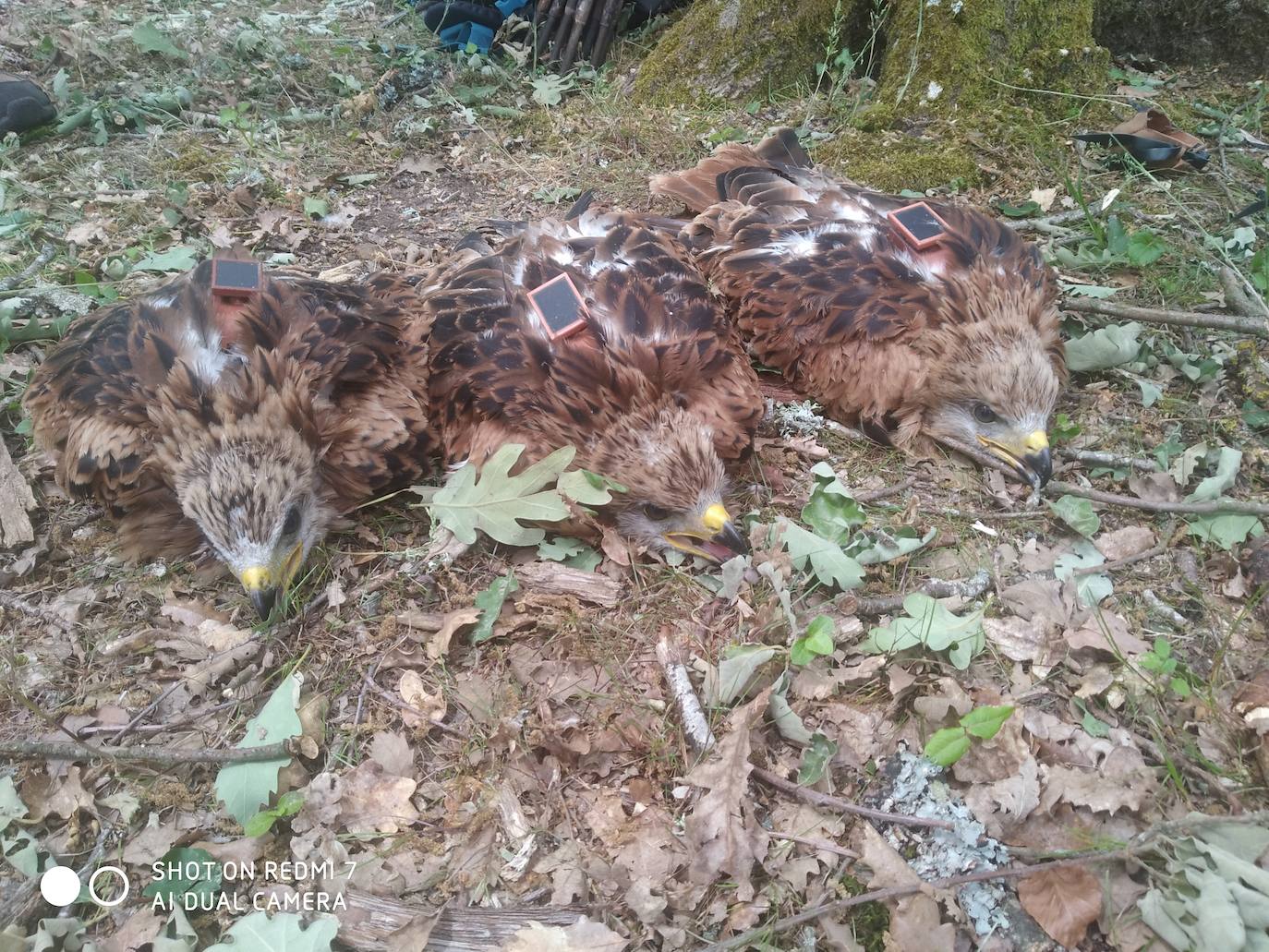 Fotos: Rapaces que vuelan con un GPS a cuestas