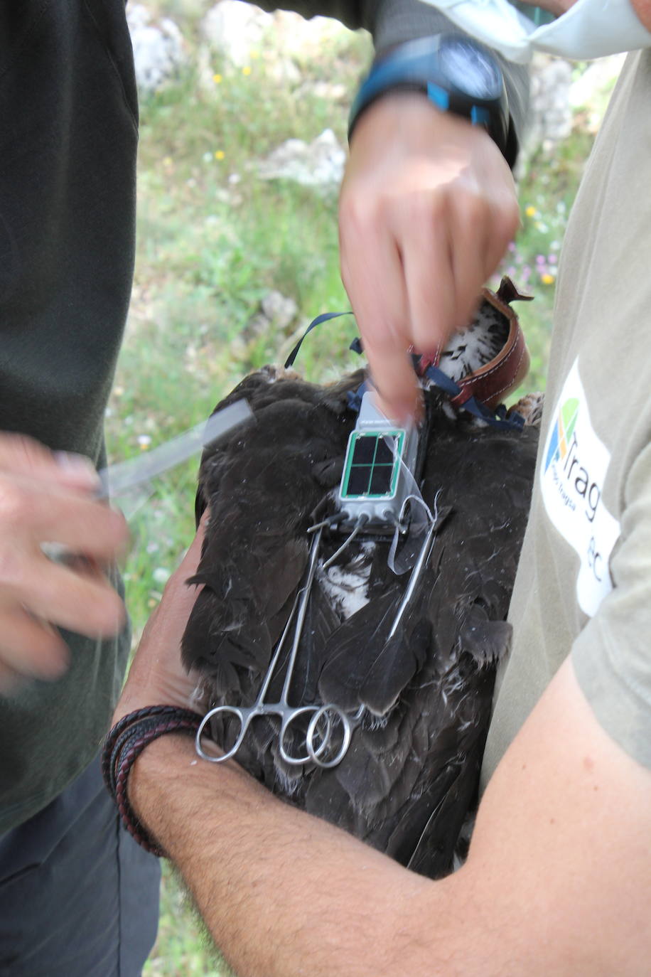 Fotos: Rapaces que vuelan con un GPS a cuestas