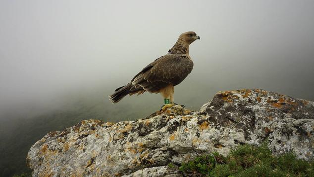 Fotos: Rapaces que vuelan con un GPS a cuestas