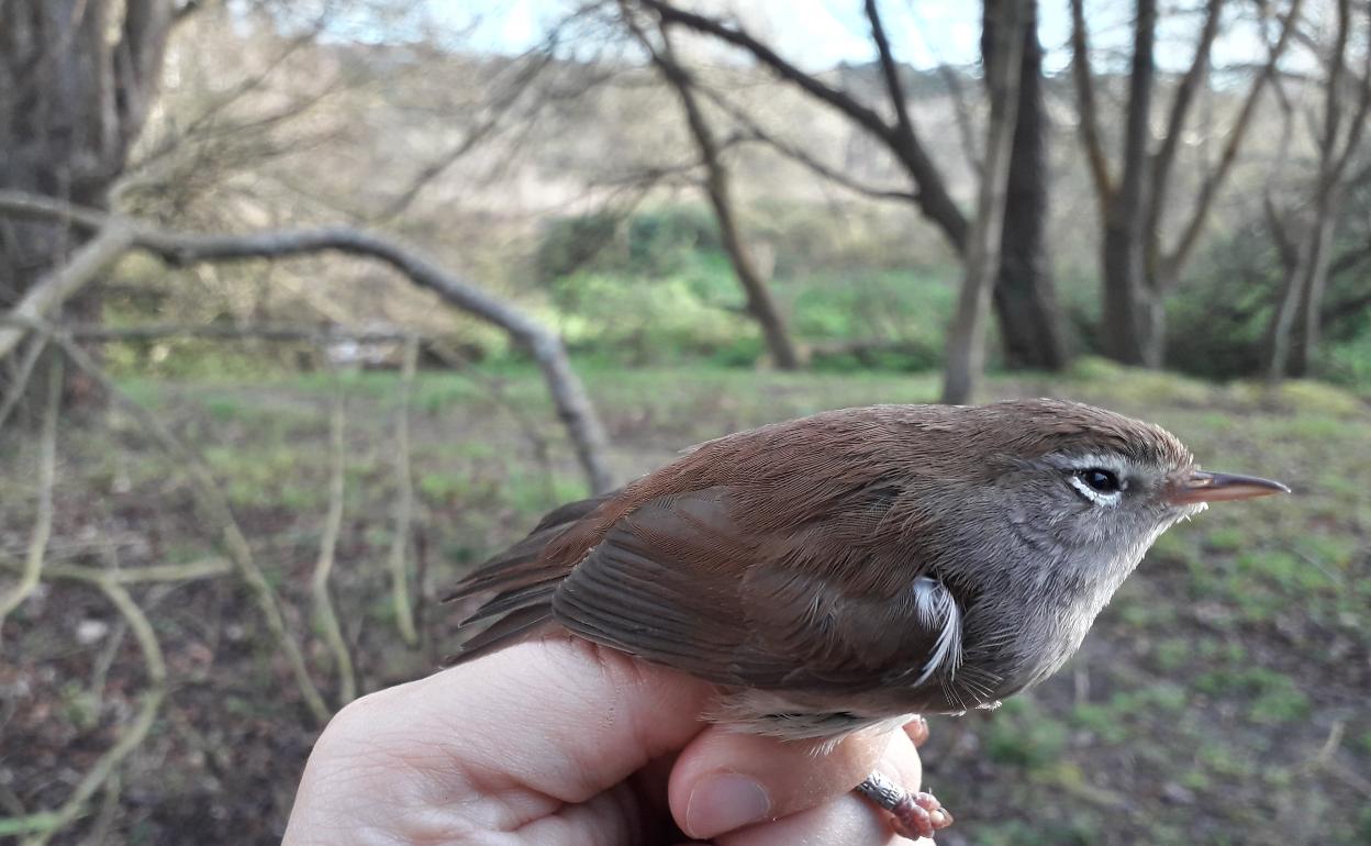El ruiseñor más viejo de España vive en el humedal de Getxo