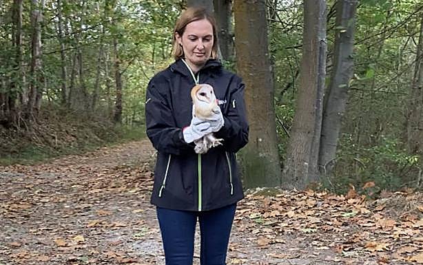 La diputada Amaia Antxustegi suelta una de las lechuzas en el monte Artxanda 