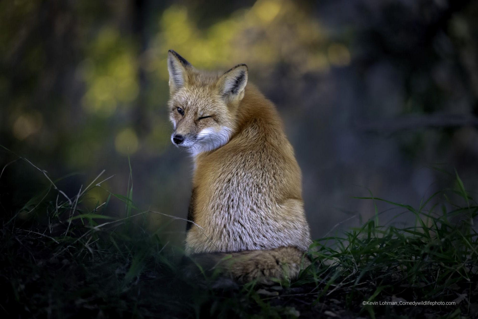 Fotos: Las fotos más divertidas del mundo animal