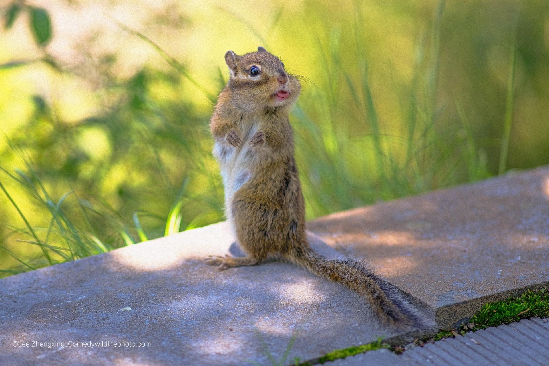 Fotos: Las fotos más divertidas del mundo animal