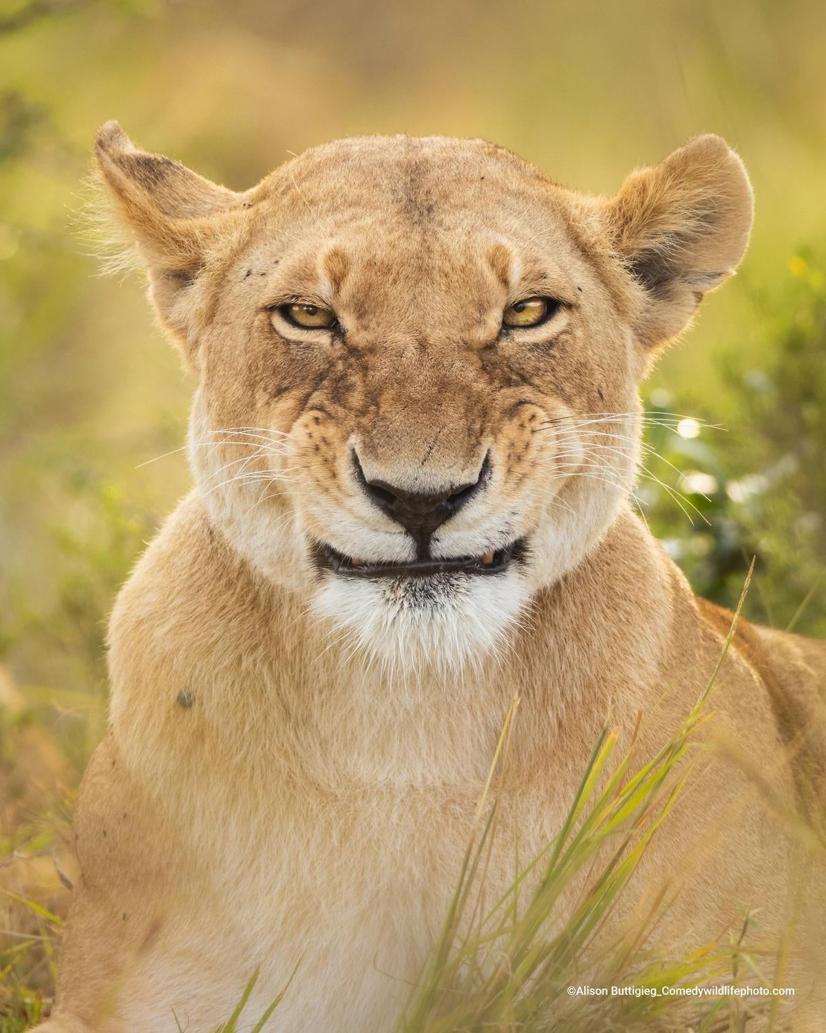 Fotos: Las fotos más divertidas del mundo animal