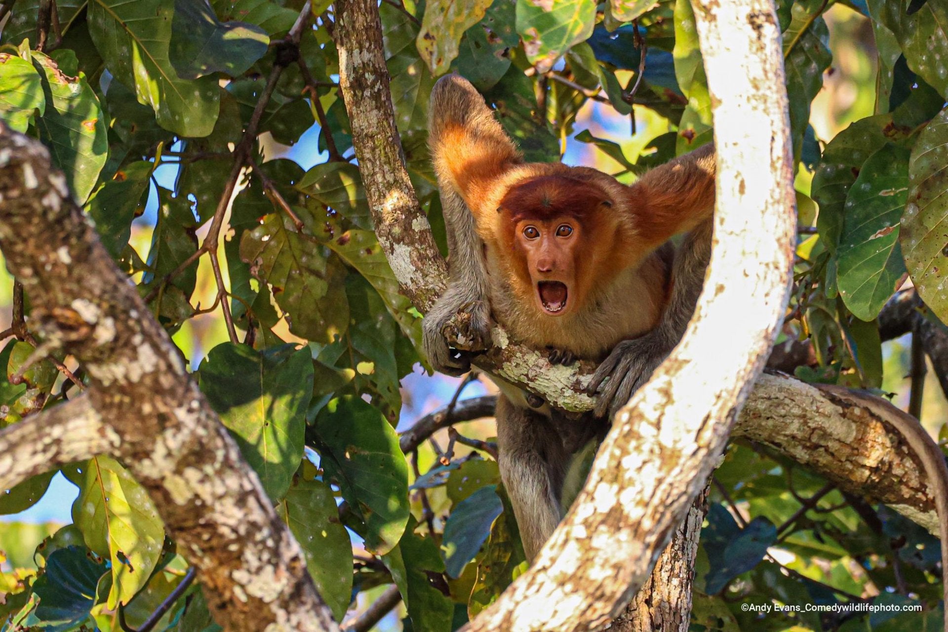 Fotos: Las fotos más divertidas del mundo animal