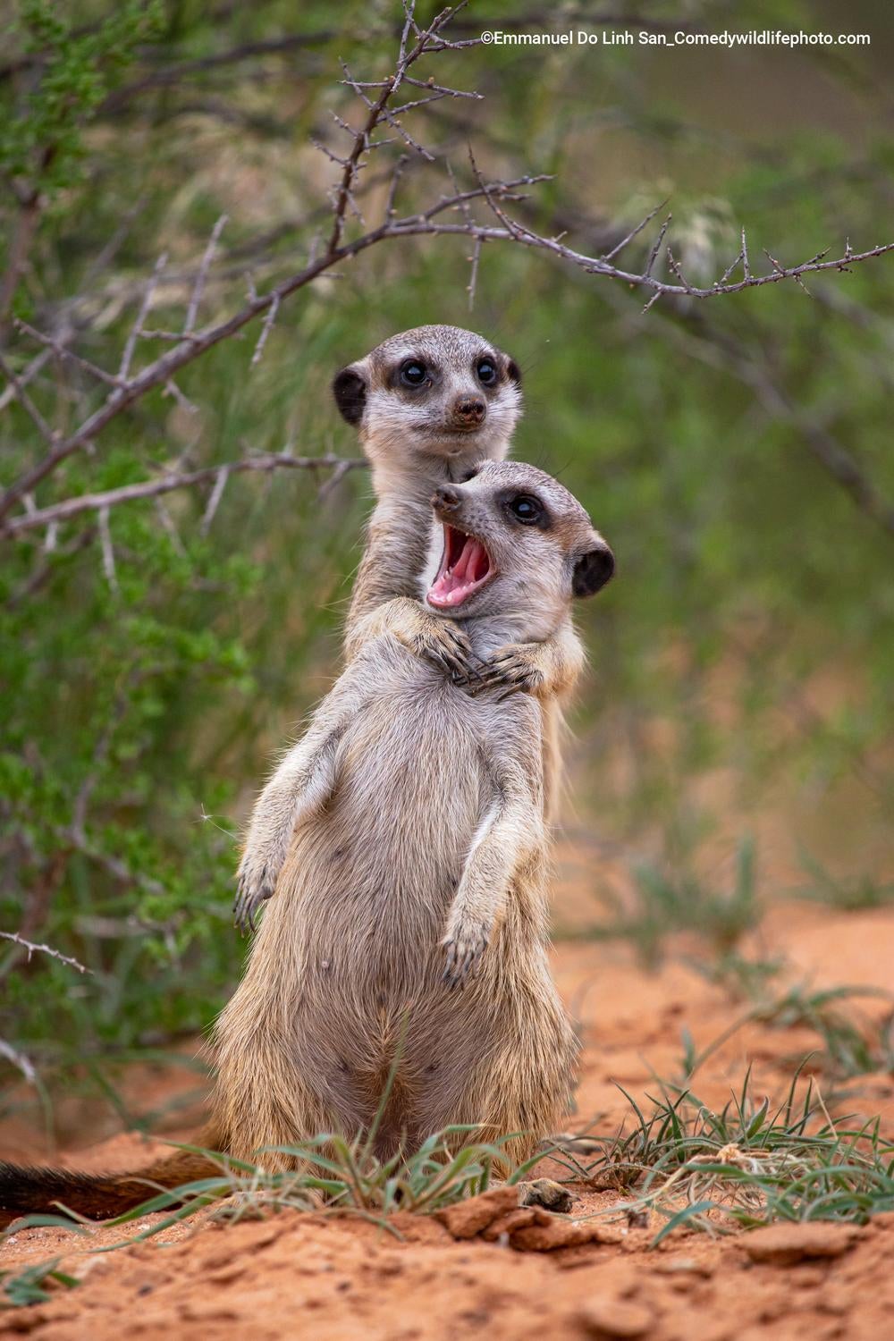 Fotos: Las fotos más divertidas del mundo animal