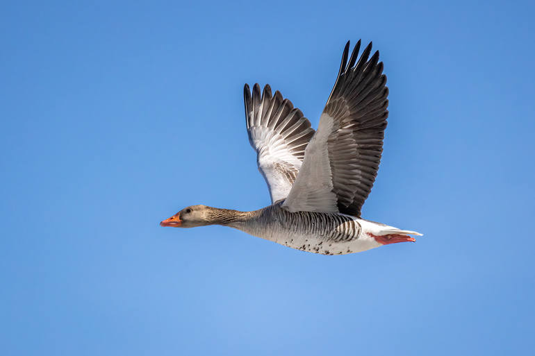 Un gansoen pleno vuelo.