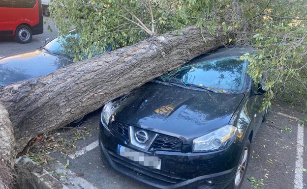 Un árbol ha caído sobre varios vehículos estacionados en la calle. 