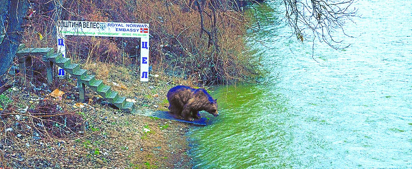 ‘The Book of Veles’. El paisaje corresponde a Veles, una ciudad de Macedonia del Norte que se colocó en el mapa mundial en 2016 como epicentro de la producción de noticias falsas. El oso no se corresponde con el espacio. Si bien lleva su nombre, está hecho con realidad virtual. Todas las personas que aparecen en el proyecto son inventadas. Sin embargo, nadie incurrió en la cuenta hasta que el fotógrafo se autodenunció. 