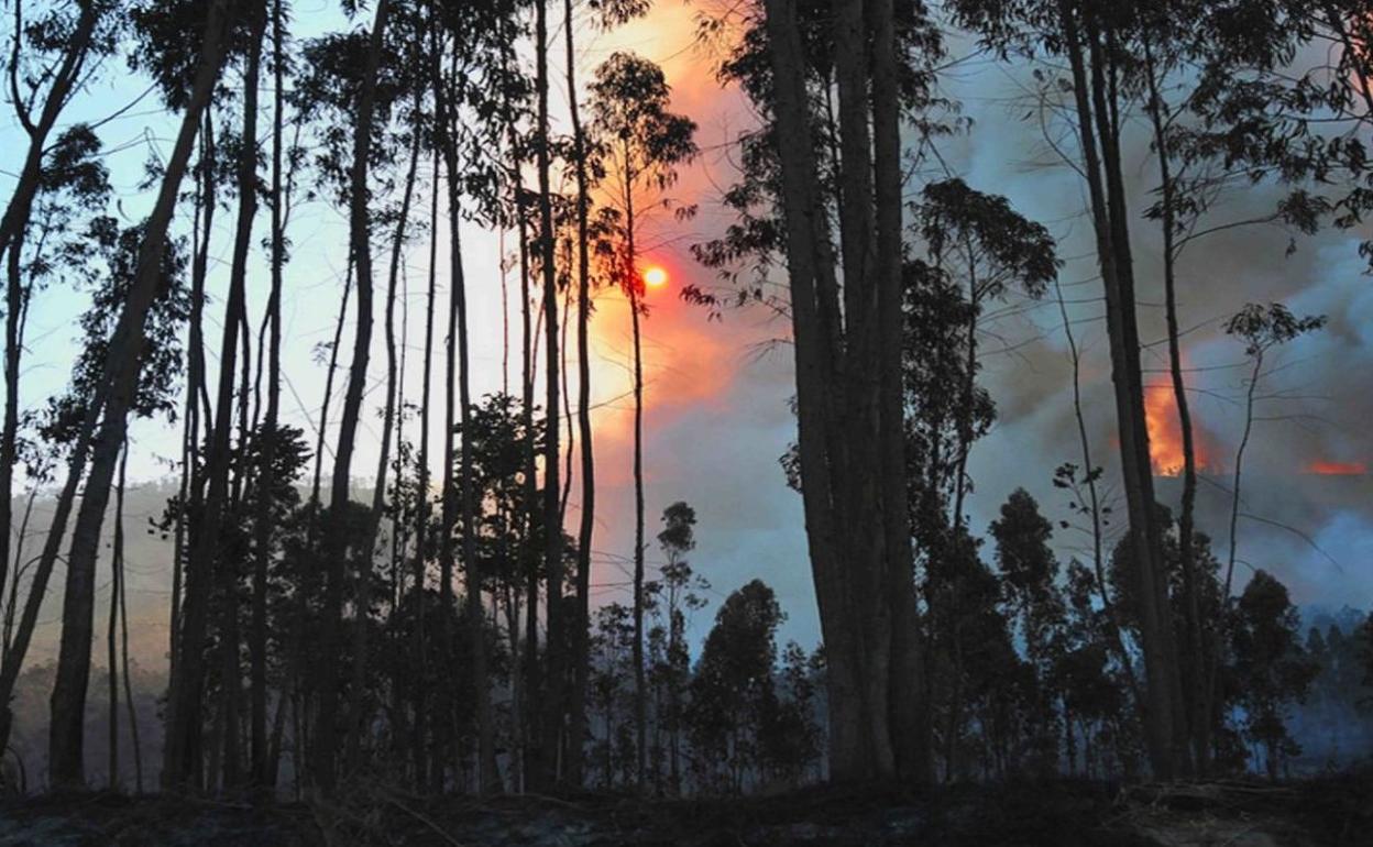 Aldundiari galdetzen dio ea baso-kudeaketa jasangarri hori espezie exotikoekin berriro landatuko ote den, pinuak edo eukaliptoak, tarteko, «suteak jazotzearen ondorio nabarmena izan» daitezkenak. 