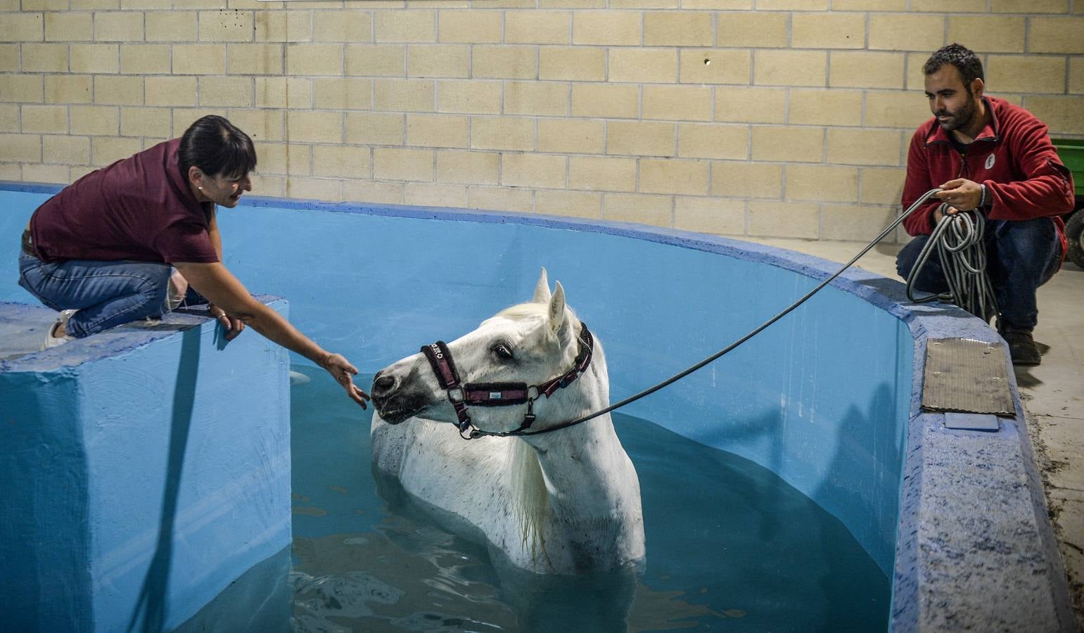 Fotos: Un &#039;spa&#039; para caballos en Euskadi