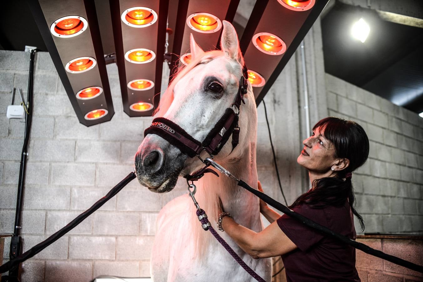 Fotos: Un &#039;spa&#039; para caballos en Euskadi