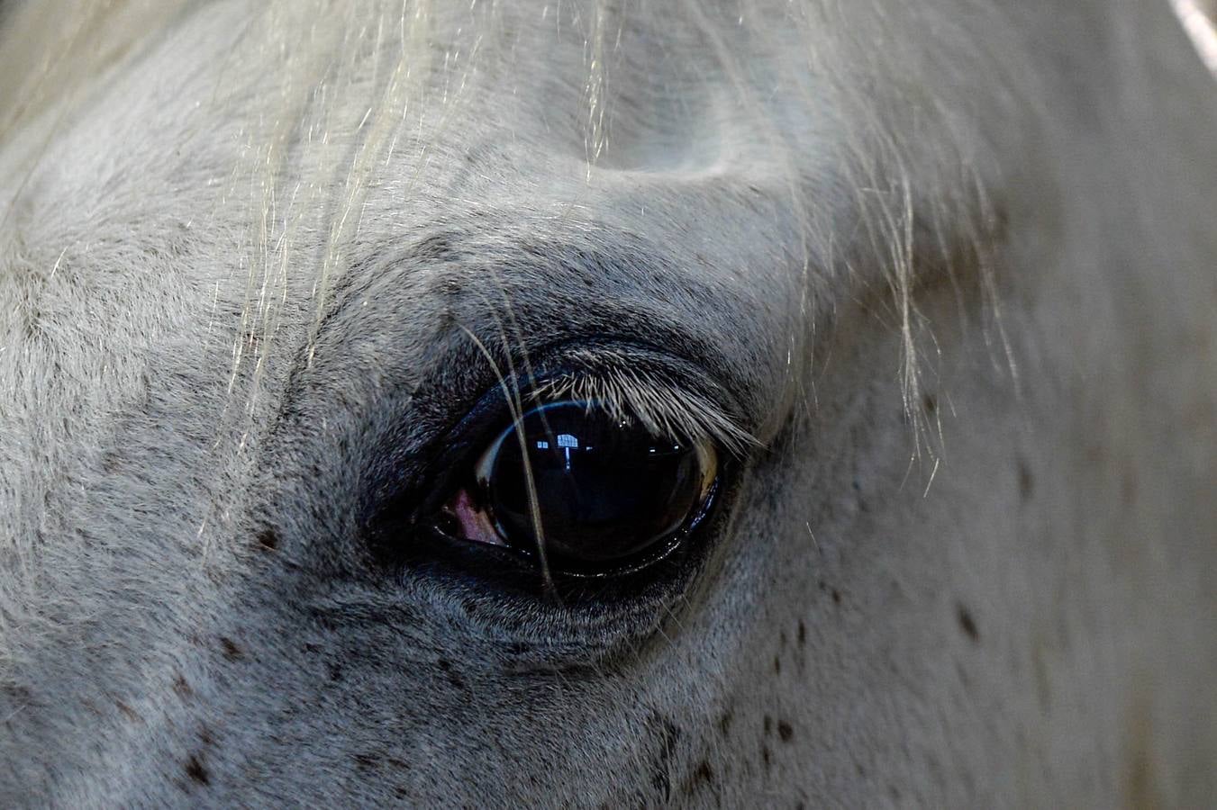 Fotos: Un &#039;spa&#039; para caballos en Euskadi