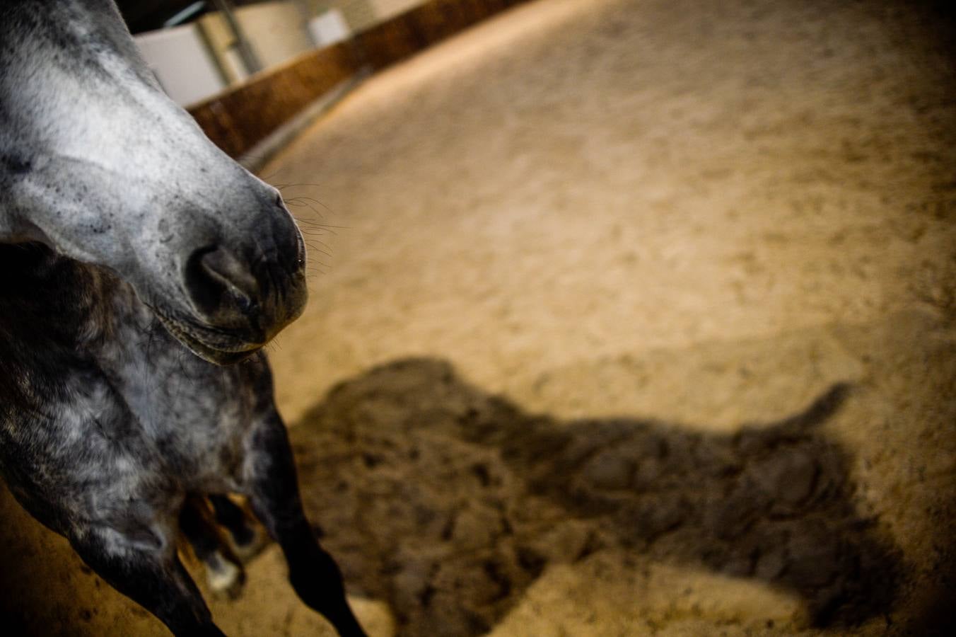 Fotos: Un &#039;spa&#039; para caballos en Euskadi